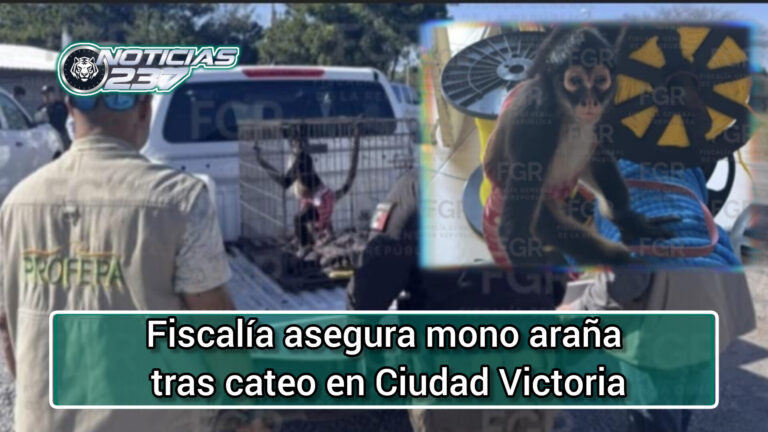 FGR asegura mono araña tras cateo en Ciudad Victoria